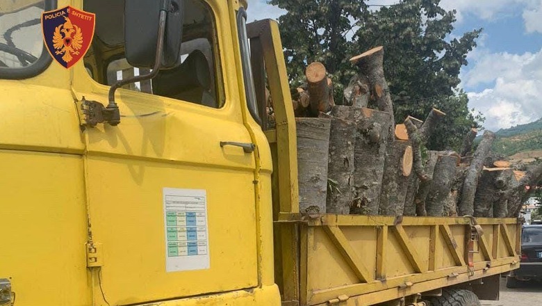 Dibër/ Preu dru dhe u kap duke i transportuar me kamion, vihet nën hetim 41-vjeçari