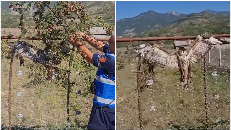 Ngordh shqiponja që u kryqëzua në një gardh në Përmet për t'u balsamosur! Në pranga 35-vjeçari që e keqtrajtoi, në banesë iu gjetën edhe 2 sorkadhe të vrara