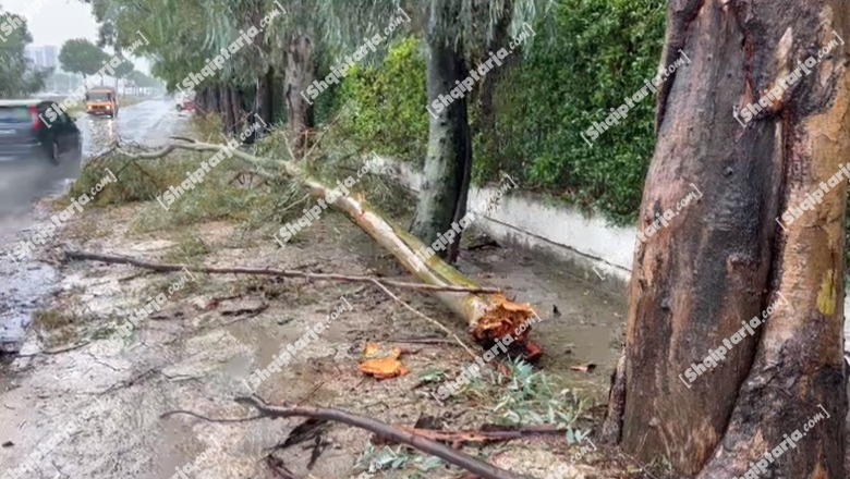 VIDEO/Stuhia me erë të fortë dhe reshje të dendura shiu rrëzon pemën në rrugën dytësore Tiranë-Durrës