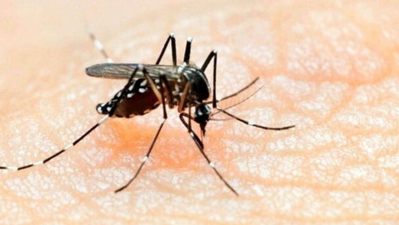 Mbi 5 milionë raste në botë! Miratohet vaksina e parë kundër virusit Chikungunya