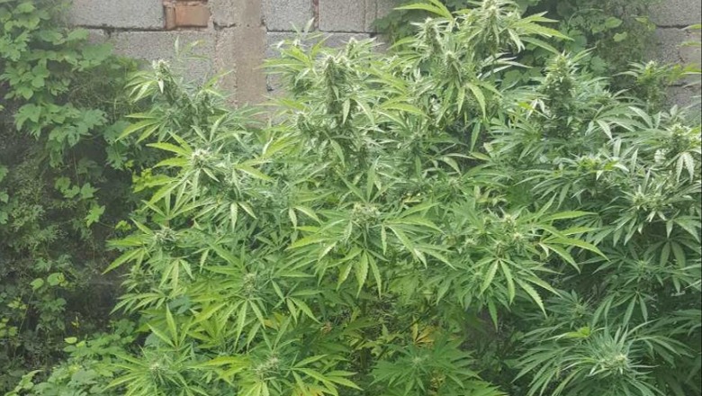 Hajdutët vjedhin mbi 550 kg kanabis në fabrikën e Marijuanës, ndodhi në Gostivar