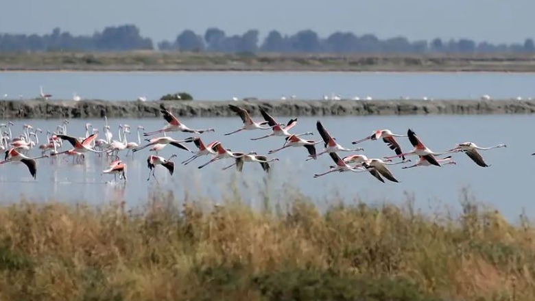 Komiteti i Bernës apel Shqipërisë për aeroportin e Vlorës: Të pezullohet ndërtimi në zonën e mbrojtur