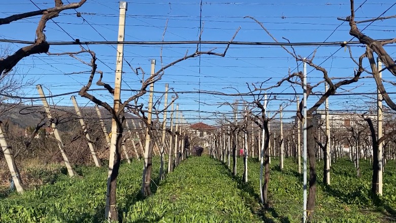 Lezhë/ Fermerët distancohen nga përdorimi i pesticideve, plehra organikë për vreshtat e ullishtet: Ul kostot! Ekspertët: Garantojnë prodhim bio