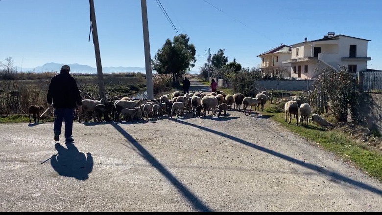 Ujqërit e Pish-Poros zbresin në fshatrat e Fierit! Kafshët e egra shqyejnë bagëtitë pas djegies së pyllit