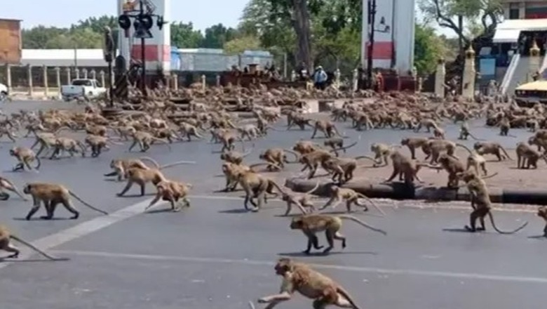 VIDEO+FOTO/ Mijëra majmunë 'pushtojnë' Tajlandën, mbyllen dyqanet dhe bizneset