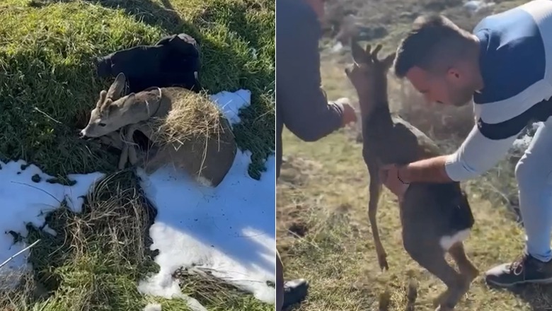 VIDEO/ Shpëtohet një sorkadhe e rënë në kurth në zonën e Zaroshkës