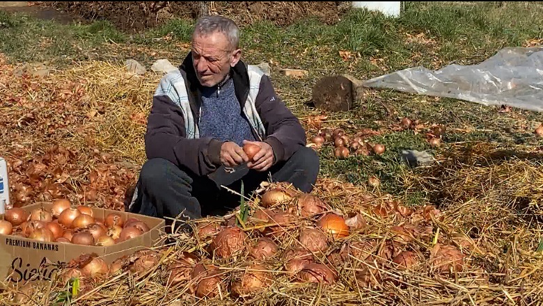 Korçë/ Mbetet stok 80% e ‘qepës së ujit’, fermerët: S’rezistojnë më, do i hedhim në kanal