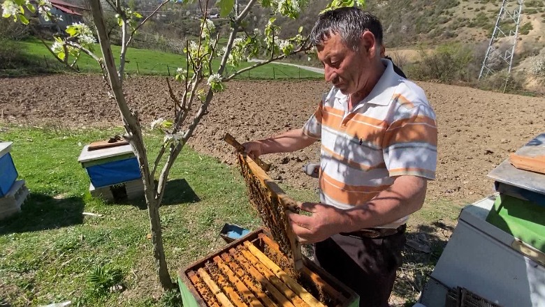 Bletët 'shtegtare' infektojnë kosheret në Kukës, bletërritësi: Ilaçet janë të skaduara, s'japin efekt