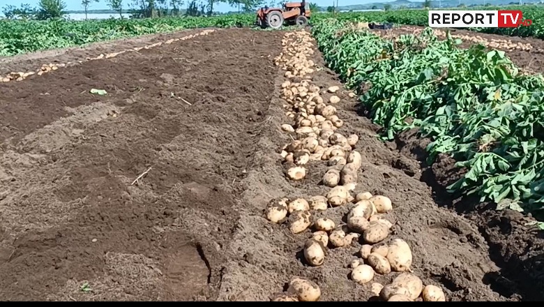 Fermerët e Divjakës nxjerrin në treg pataten e 'pranverës', arsyeja pse kushton më shtrenjtë