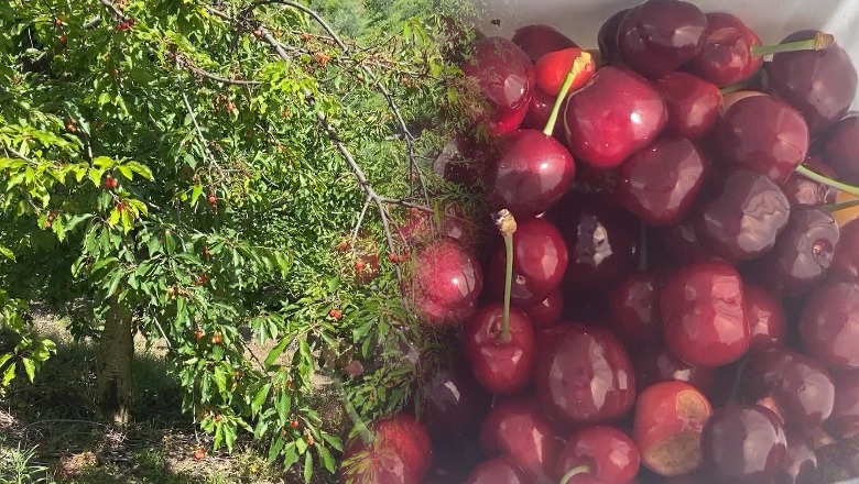 Rrugëtimi i “fryrjes” së çmimit! Tregtarët e marrin qershinë 200 lekë/kg, e shesin me 400