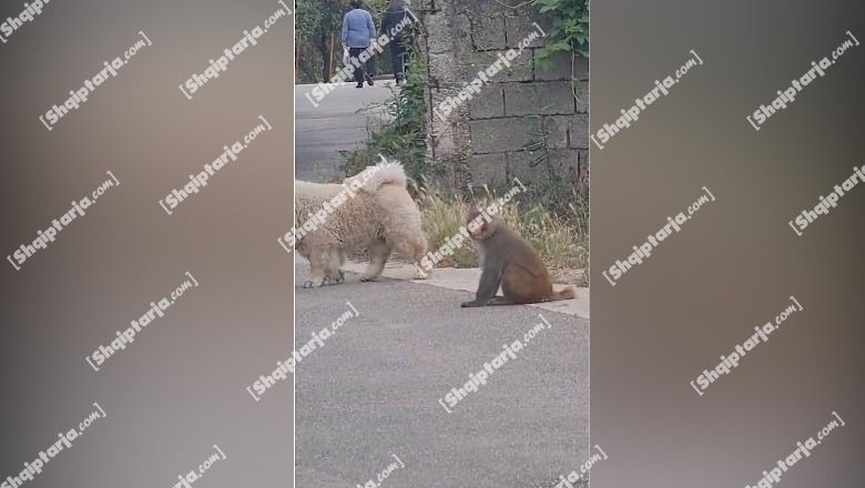 Tiranë/ Majmuni prej 2 javësh lëviz i lirë rrugëve në Sauk, banorët thirrje bashkisë që ta largojë (VIDEO)