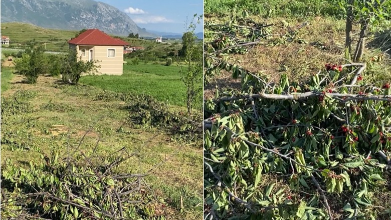 Sezoni i qershive, fermeri nis të presë pemët: Nuk ka treg, e kërkojnë falë! Grumbulluesit e marrin maksimumi 50 lekë, na duhet dyfishi vetëm për kostot