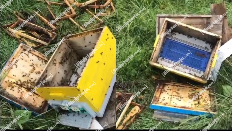 Video/ Arinjtë sulmojnë kosheret e bletëve në Voskopojë të Korçës