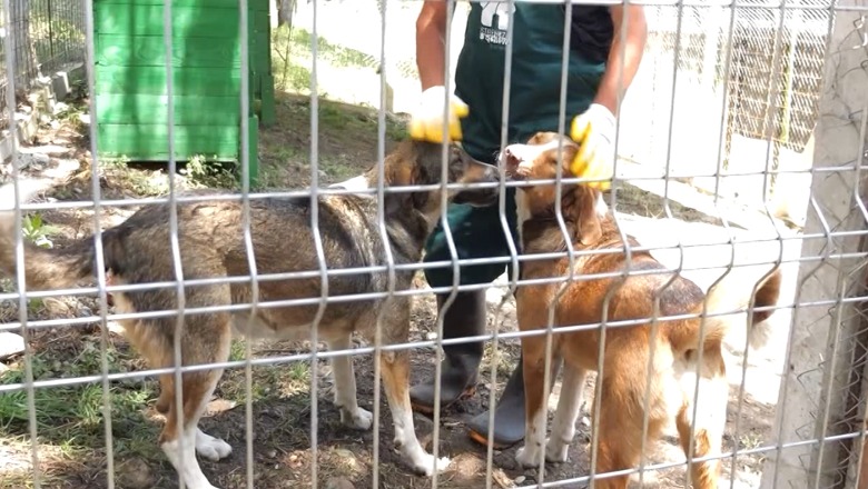 Shkodër, ish-reparti ushtarak kthehet në strehë për qentë e rrugës! Veterineri: Do sterilizohen, qytetarët mund t'i adoptojnë! 