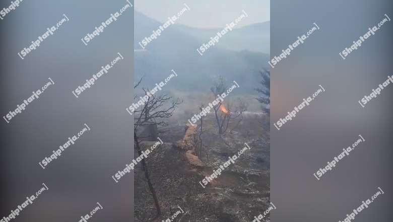 Zjarri djeg sipërfaqe me ullinj në Kaninë, rrezikohen banesat (VIDEO)