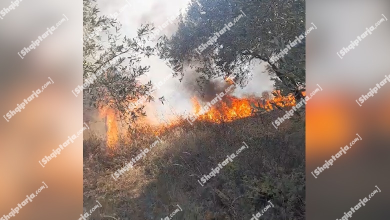 Zjarret/ Në Dimal digjet plantacioni me 2 ha ullinj