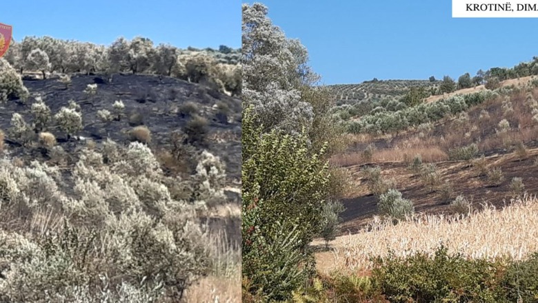 Po digjte mbeturinat në tokën e tij dhe shkrumboi plantacionin me 600 rrënjë ullinj të banorëve, arrestohet 24-vjeçari në Dimal (Emri)