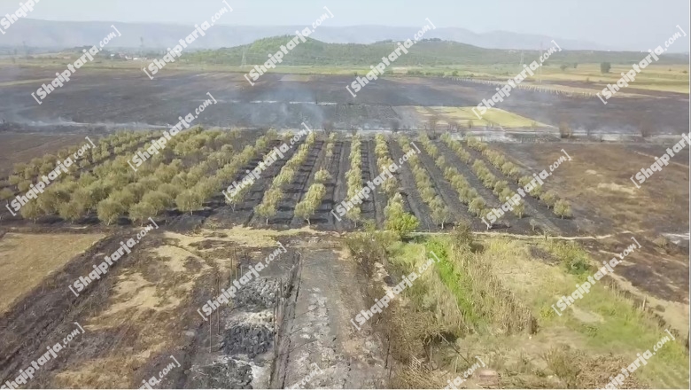 Zjarri shkrumbon banesa e dhjetëra hektarë pemëtari në Zadrimë! Pamjet me dron nga tokat e djegura (VIDEO)