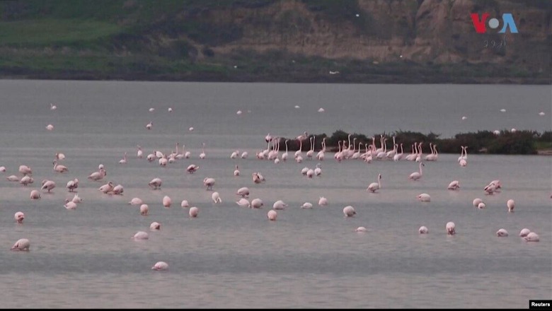 Shtohen flamingot në Lagunën e Nartës, por e ardhmja e tyre e kërcënuar