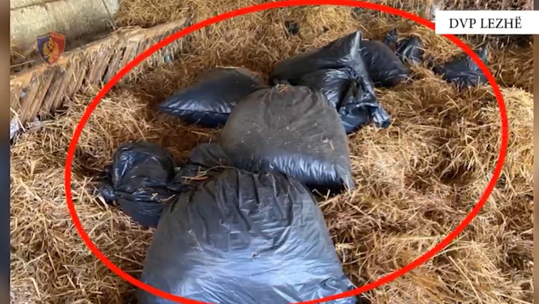 Dy operacione antidrogë në Lezhë, sekuestrohet rreth 200 kg kanabis, 5 në pranga (VIDEO)