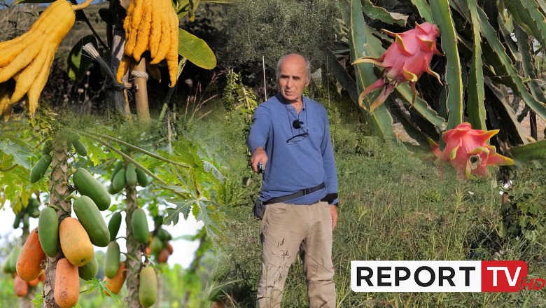 Nga kivano tek dora e Budës dhe papaja, Irakli Shkoza vazhdon të guxojë me frutat ekzotike: Fermerët duhet të rrezikojnë