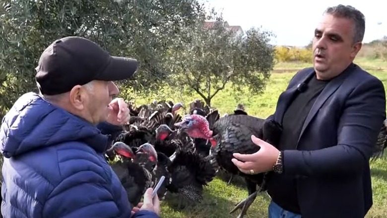 ‘Veri jug’ në Peqin, qyteti i gjelave të detit, fermeri: Si këta nuk gjen askund në Shqipëri